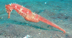 Sulawesi Sulawesi